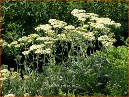 Achillea 'Anthea' | Duizendblad