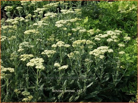 Achillea 'Anthea' | Duizendblad