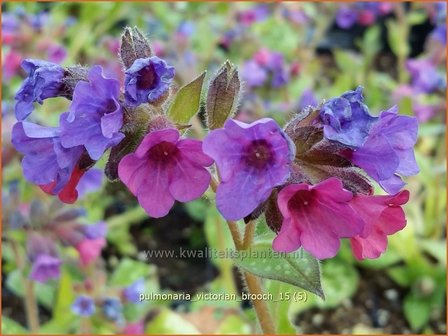 Pulmonaria &#039;Victorian Brooch&#039; | Longkruid