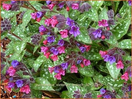 Pulmonaria &#039;Victorian Brooch&#039; | Longkruid