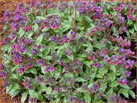 Pulmonaria &#039;Victorian Brooch&#039; | Longkruid