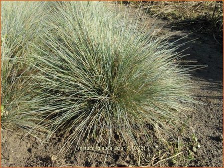 Festuca glauca &#039;Azurit&#039; | Hard zwenkgras, Blauw schapengras