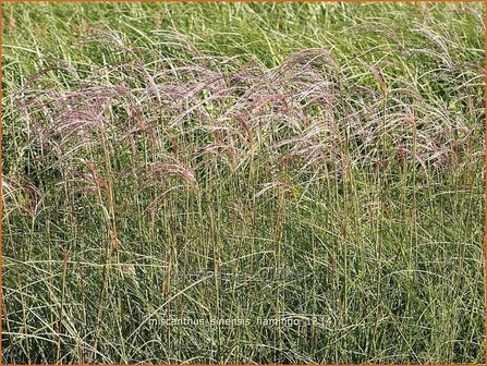 Miscanthus sinensis &#039;Flamingo&#039; | Prachtriet, Japans sierriet, Chinees riet