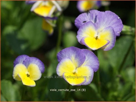 Viola cornuta 'Zoe' | Hoornviooltje