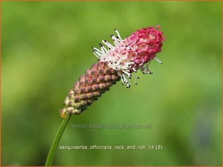 Sanguisorba officinalis 'Rock and Roll' | Pimpernel