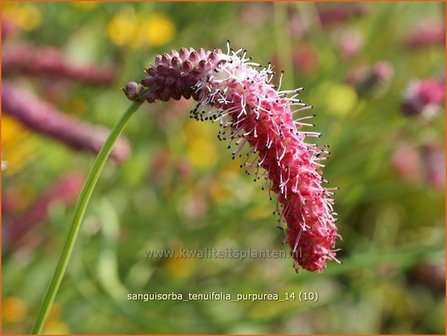 Sanguisorba tenuifolia &#039;Purpurea&#039; | Pimpernel