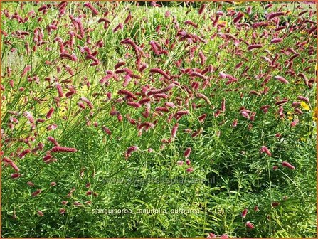Sanguisorba tenuifolia &#039;Purpurea&#039; | Pimpernel
