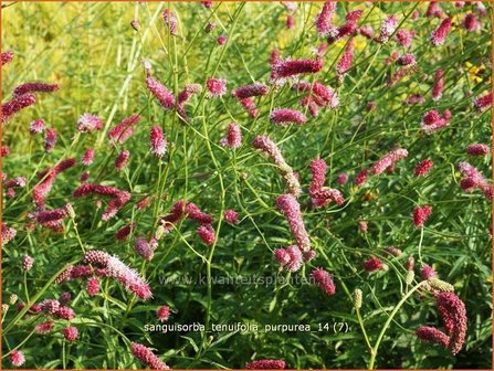 Sanguisorba tenuifolia 'Purpurea' | Pimpernel