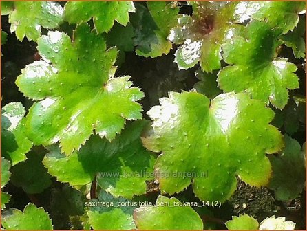 Saxifraga cortusifolia &#039;Beni Tsukasa&#039; | Steenbreek