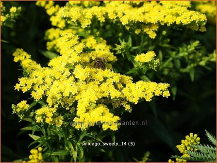Solidago &#039;Sweety&#039; | Guldenroede