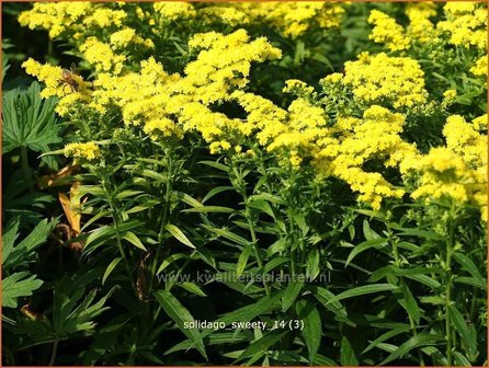 Solidago &#039;Sweety&#039; | Guldenroede