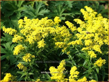 Solidago &#039;Sweety&#039; | Guldenroede