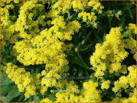 Solidago &#039;Sweety&#039; | Guldenroede