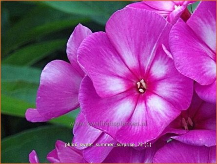 Phlox &#039;Sweet Summer Surprise&#039; | Hoge vlambloem, Vlambloem, Flox, Floks | Hohe Flammenblume | Border Phlox