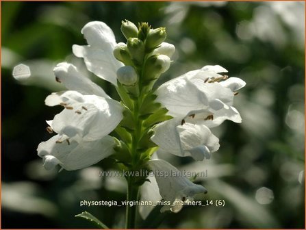 Physostegia virginiana 'Miss Manners' | Scharnierbloem, Scharnierplant