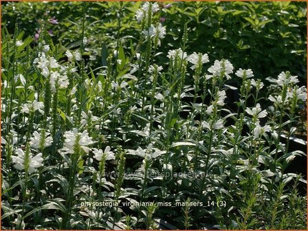 Physostegia virginiana 'Miss Manners' | Scharnierbloem, Scharnierplant