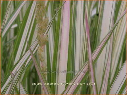 Phalaris arundinacea &#039;Strawberry Cream&#039; | Rietgras, Kanariegras