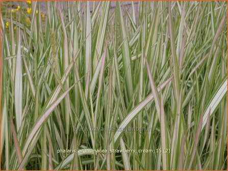 Phalaris arundinacea &#039;Strawberry Cream&#039; | Rietgras, Kanariegras