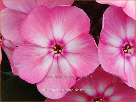 Phlox &#039;Sweet Summer Candy&#039; | Vlambloem, Flox, Floks