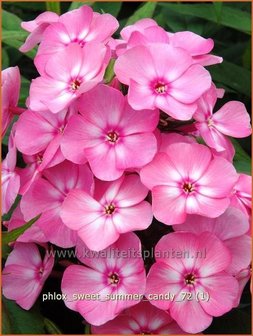 Phlox &#039;Sweet Summer Candy&#039; | Vlambloem, Flox, Floks