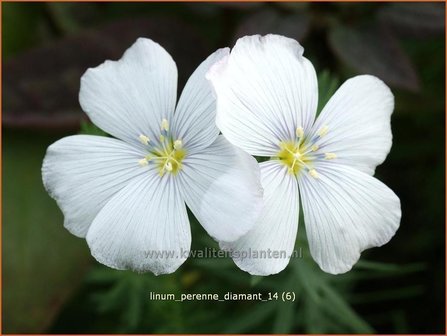 Linum perenne &#039;Diamant&#039; | Vlas