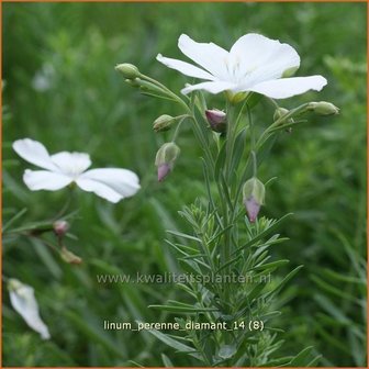 Linum perenne &#039;Diamant&#039; | Vlas