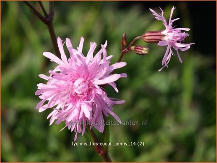 Lychnis flos-cuculi &#039;Jenny&#039; | Echte koekoeksbloem