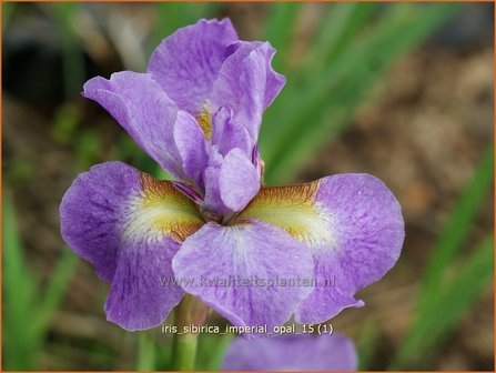 Iris sibirica &#039;Imperial Opal&#039; | Siberische iris, Lis, Iris