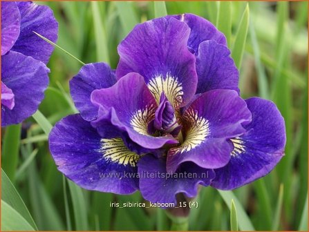 Iris sibirica &#039;Kaboom&#039; | Siberische iris, Lis, Iris