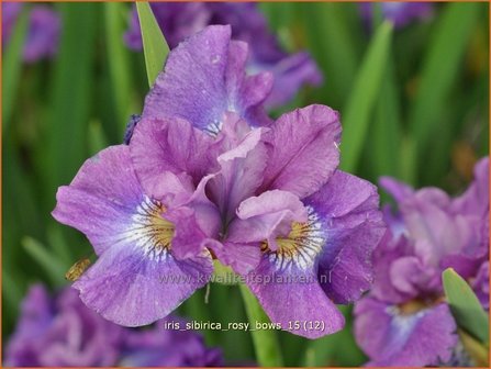 Iris sibirica &#039;Rosy Bows&#039; | Siberische iris, Lis, Iris