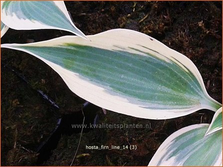 Hosta &#039;Firn Line&#039; | Hartlelie, Funkia