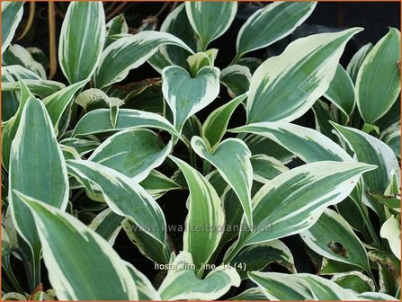 Hosta &#039;Firn Line&#039; | Hartlelie, Funkia