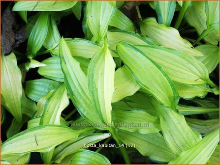 Hosta &amp;#39;Kabitan&amp;#39; | Hosta, Hartlelie, Funkia | Funkie