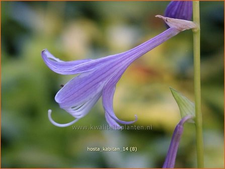 Hosta &amp;#39;Kabitan&amp;#39; | Hosta, Hartlelie, Funkia | Funkie