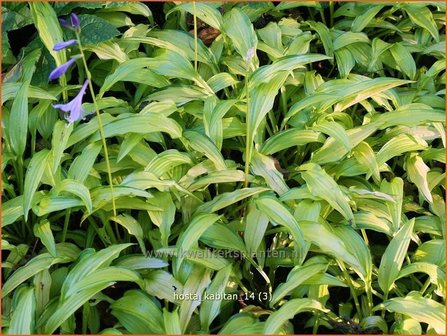 Hosta &amp;#39;Kabitan&amp;#39; | Hosta, Hartlelie, Funkia | Funkie