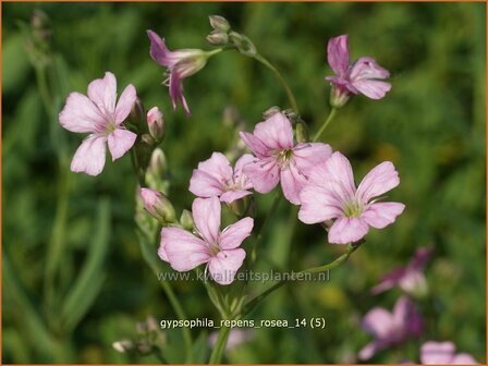 Gypsophila repens 'Rosea' | Gipskruid, Kruipende gipskruid