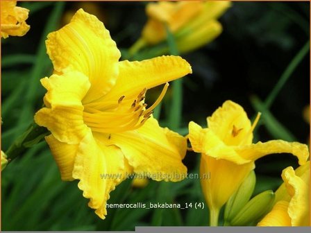 Hemerocallis &#039;Bakabana&#039; | Daglelie