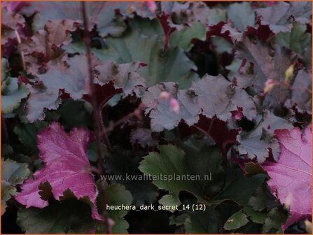 Heuchera &#039;Dark Secret&#039; | Purperklokje