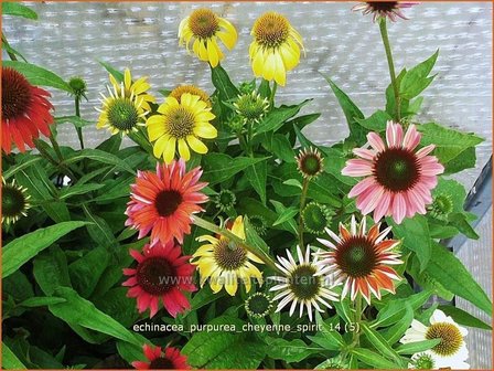 Echinacea purpurea &#039;Cheyenne Spirit&#039; | Zonnehoed