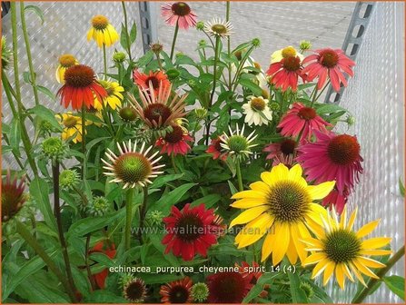 Echinacea purpurea &#039;Cheyenne Spirit&#039; | Zonnehoed