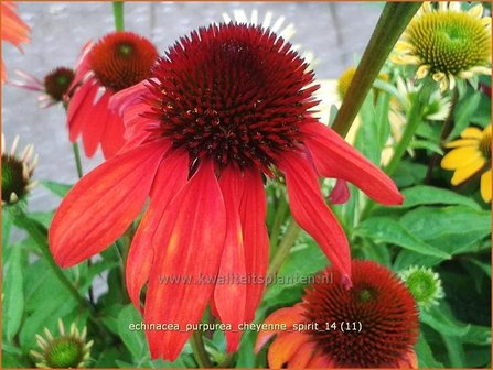 Echinacea purpurea &#039;Cheyenne Spirit&#039; | Zonnehoed