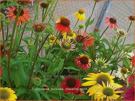 Echinacea purpurea &#039;Cheyenne Spirit&#039; | Zonnehoed