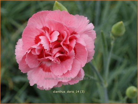 Dianthus &#039;Doris&#039; | Anjer