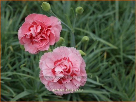 Dianthus &#039;Doris&#039; | Anjer