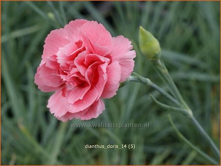 Dianthus &#039;Doris&#039; | Anjer