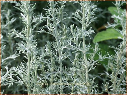 Artemisia arborescens &#039;Little Mice&#039; | Alsem, Bijvoet, Edelruit