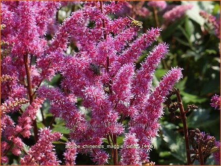 Astilbe chinensis 'Maggie Daley' | Spirea