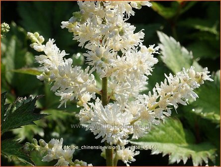 Astilbe chinensis &amp;#39;Vision in White&amp;#39; | Pluimspirea, Spirea | Chinesische Prachtspiere
