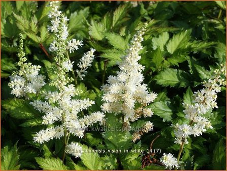 Astilbe chinensis &amp;#39;Vision in White&amp;#39; | Pluimspirea, Spirea | Chinesische Prachtspiere
