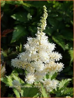 Astilbe chinensis &amp;#39;Vision in White&amp;#39; | Pluimspirea, Spirea | Chinesische Prachtspiere